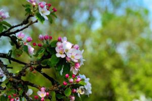 apple-blossoms-3863652 1920